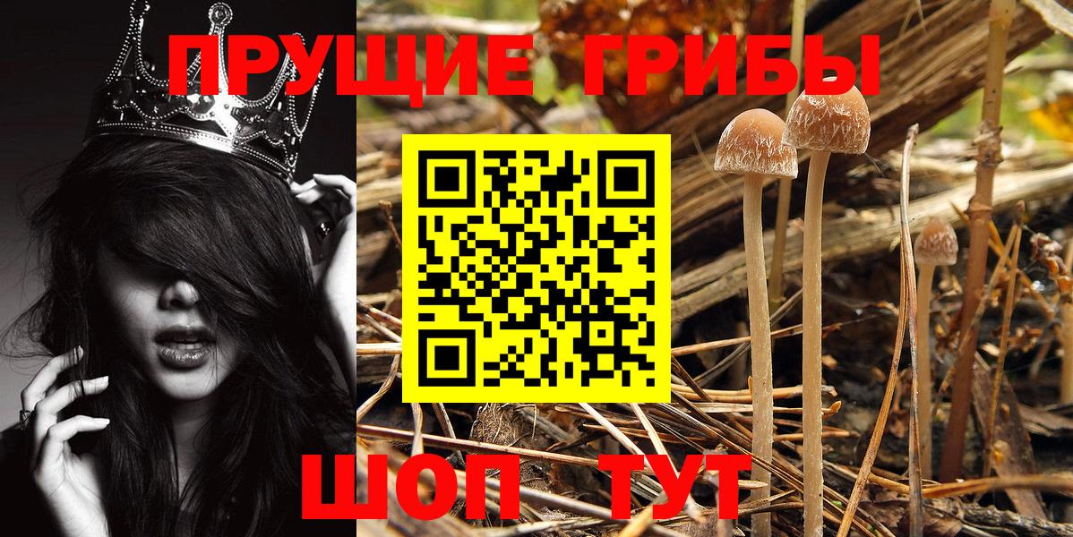 Галлюциногенные грибы Psilocybe  Вход с VPN  Петрозаводск 